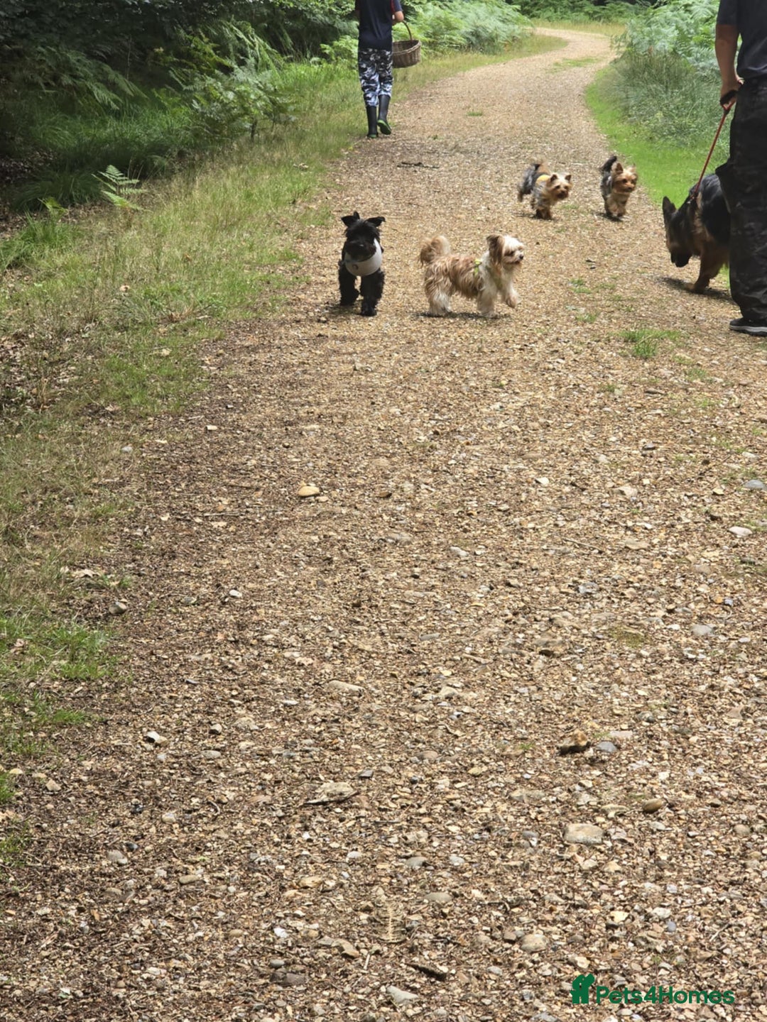 Mixed Breed dogs for sale: Shnorky - Image 8