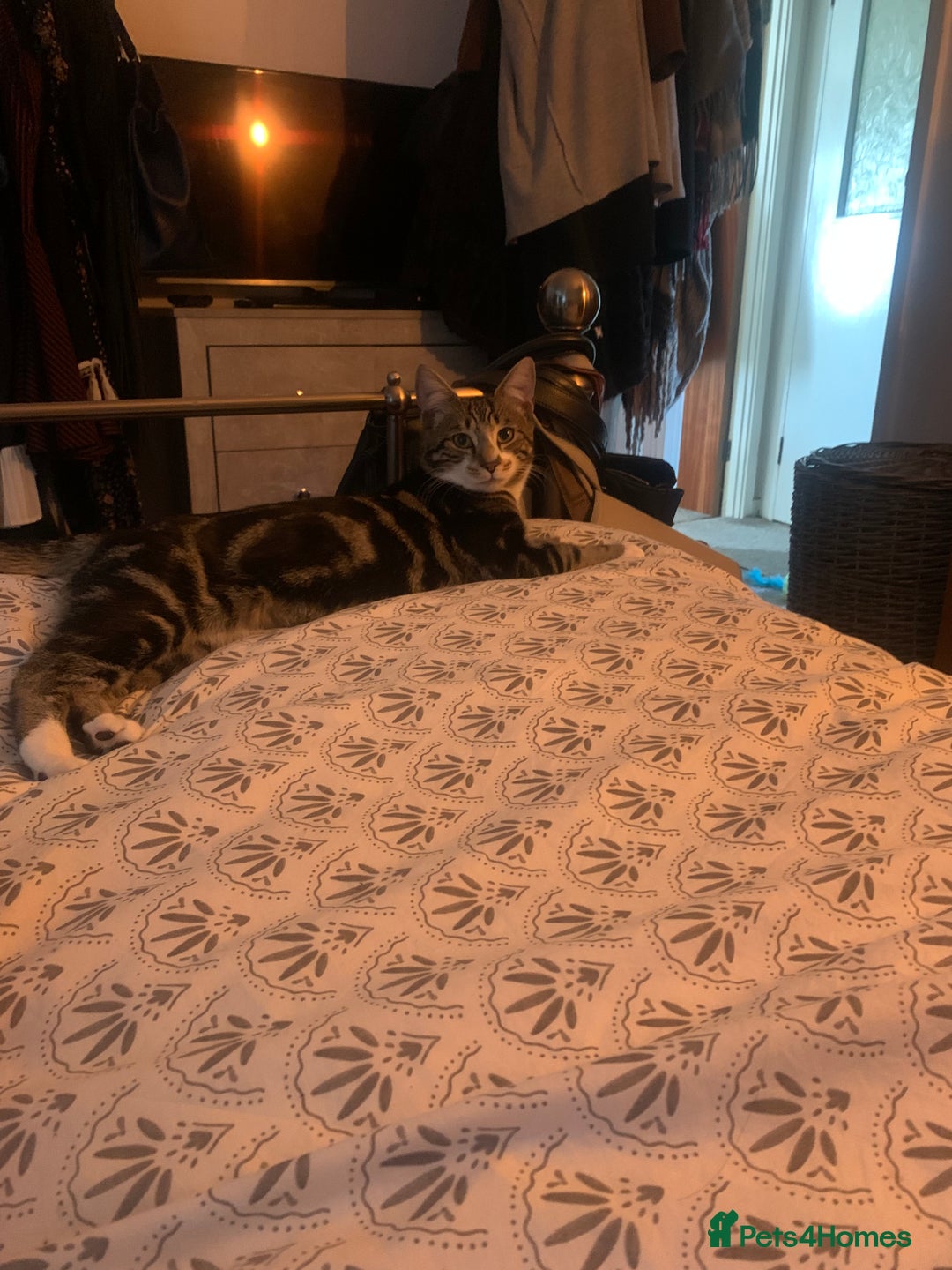Bengal cats for sale: Gorgeous Tabby / Bengal Cat - Super Friendly  - Image 6