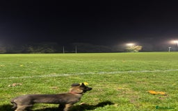 Belgian Shepherd Dog dogs for sale: Belgium malanios puppy for sale  - Image 5