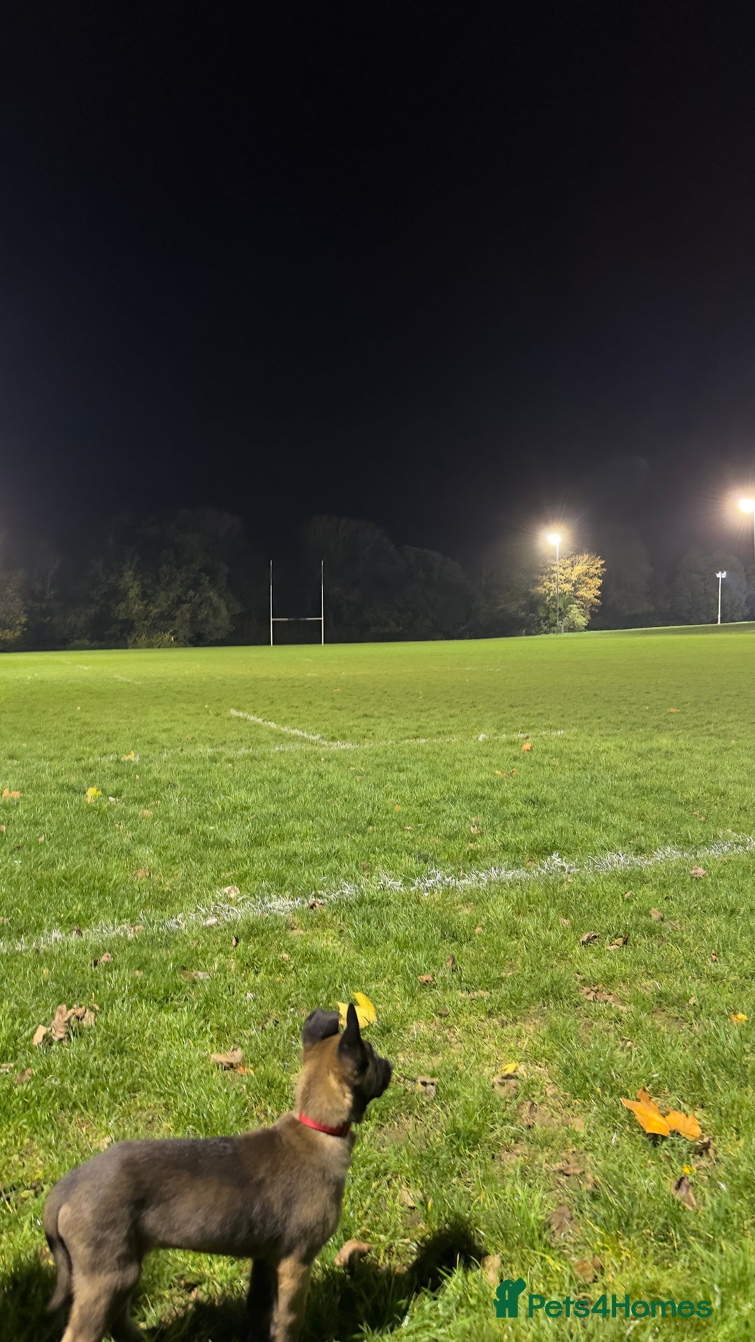 Belgian Shepherd Dog dogs for sale: Belgium malanios puppy for sale  - Image 5