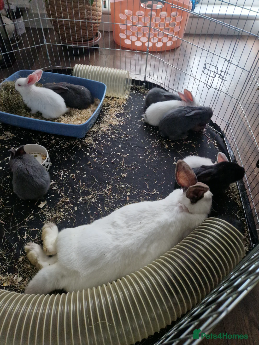 Continental Giant rabbits for sale: Continental Giant Blue  in Carlisle - Advert 13