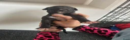 Greyhound dogs for sale: Grayhound x bullmastiff  - Advert 4