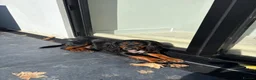 Sprocker dogs for stud: Sprocker stud  - Advert 3