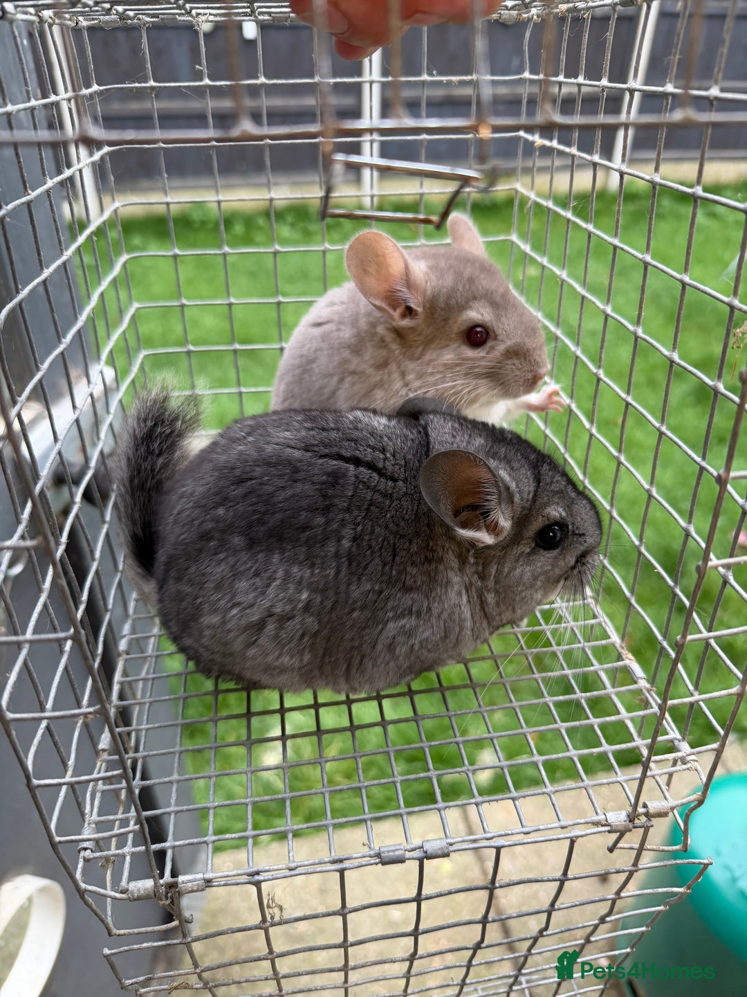 Chinchilla rodents for sale: Males and female chinchillas.  - Advert 21