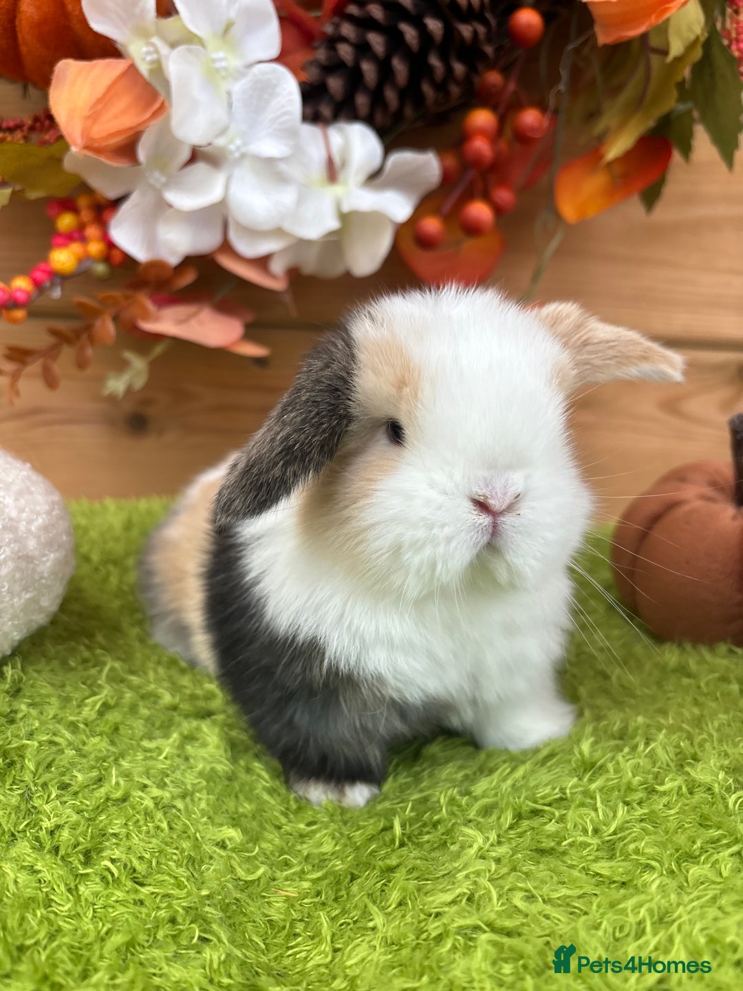 Mini Lop rabbits for sale: Well Socialised Mini Lops - Advert 7