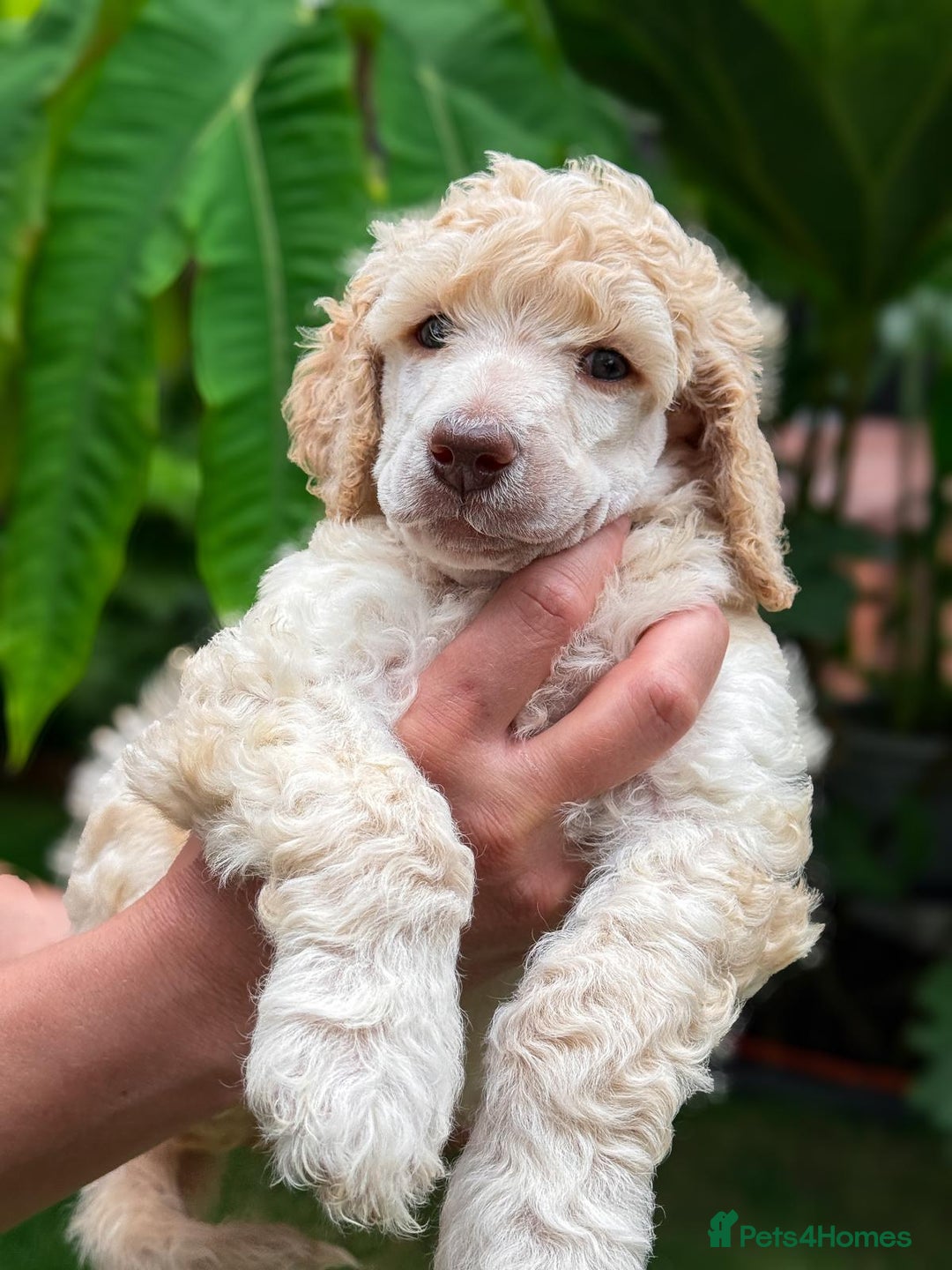 Standard Poodle dogs for sale: Standard Poodle Puppies Looking for Their Families - Image 15