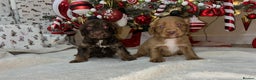 Cockapoo dogs for sale: Stunning cockapoo puppies  - Advert 5