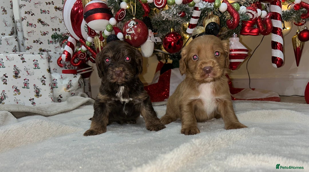 Cockapoo dogs for sale: Stunning cockapoo puppies  - Advert 5