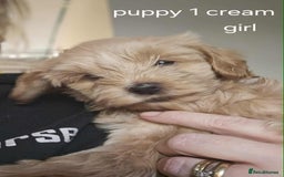 Mixed Breed dogs for sale: Shitzu cocapoo puppies - Image 10