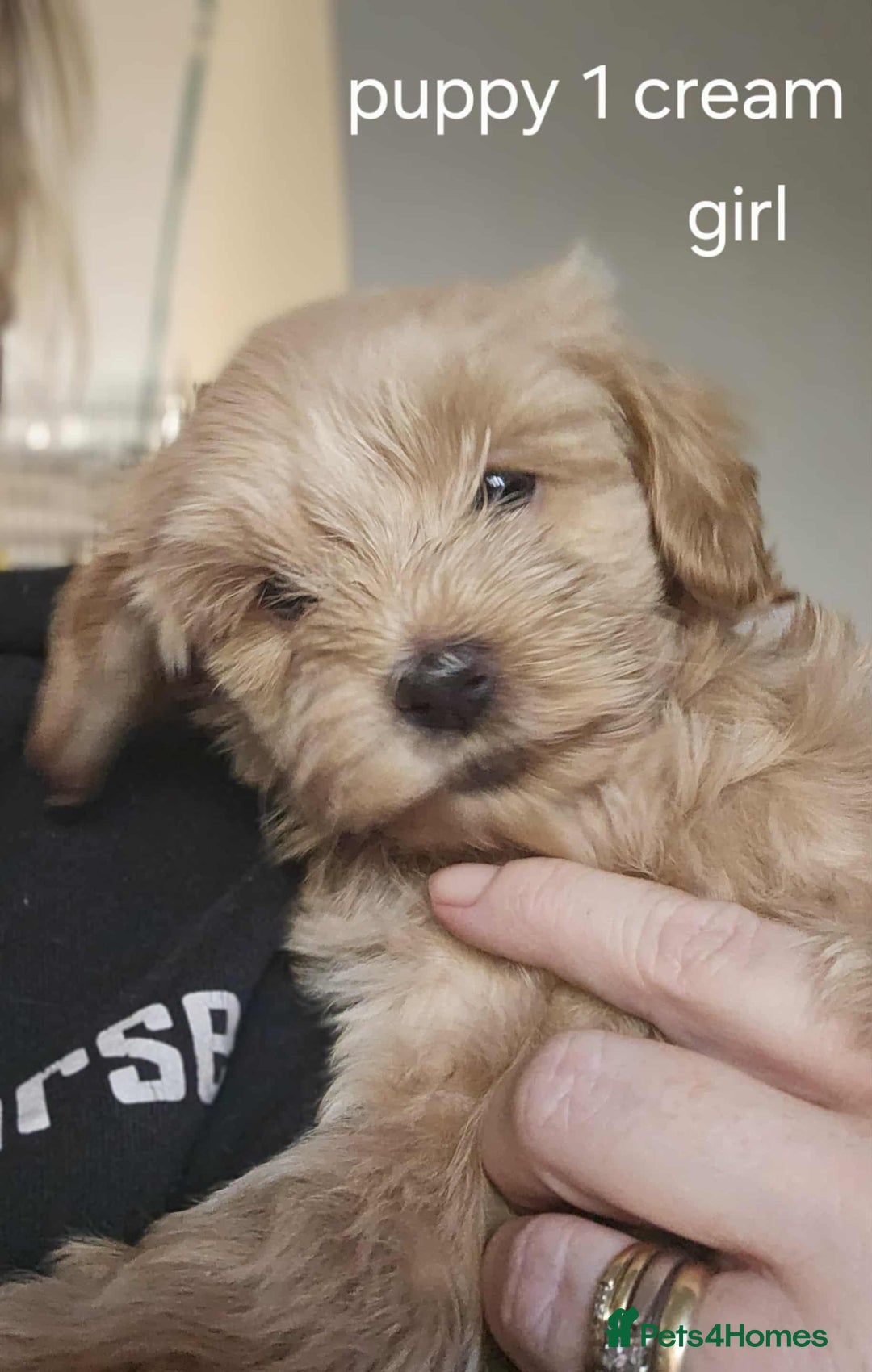 Mixed Breed dogs for sale: Shitzu cocapoo puppies - Image 10