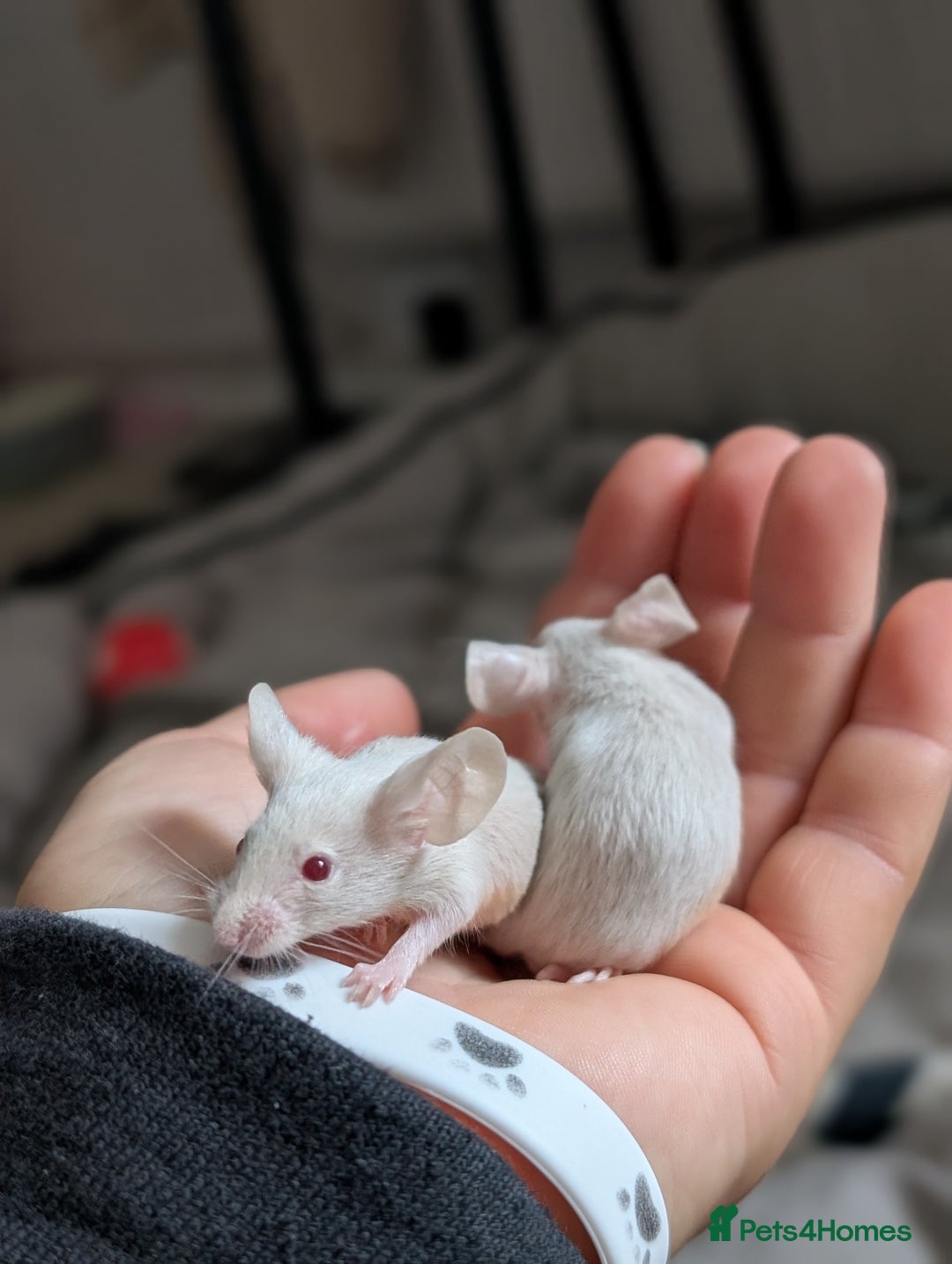 Mouse rodents for sale: Fancy mice - Image 3