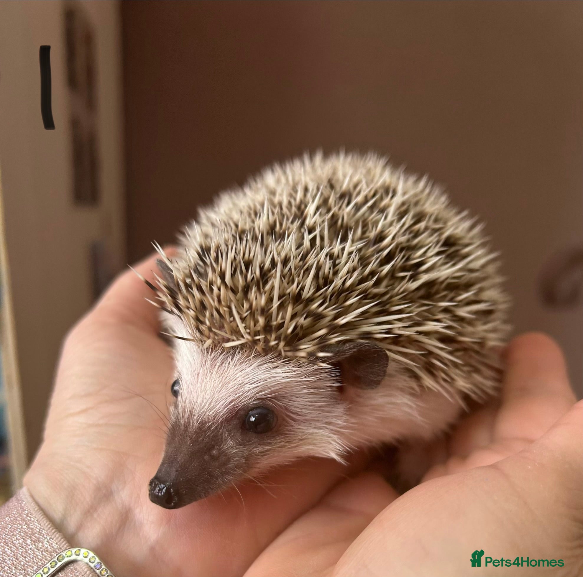 Pygmy Hedgehog rodents REDUCED African Pygmy baby hedgehogs for sale  - Advert 1