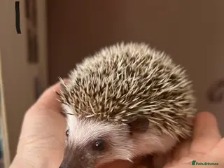 Pygmy Hedgehog rodents REDUCED African Pygmy baby hedgehogs for sale - Advert 1