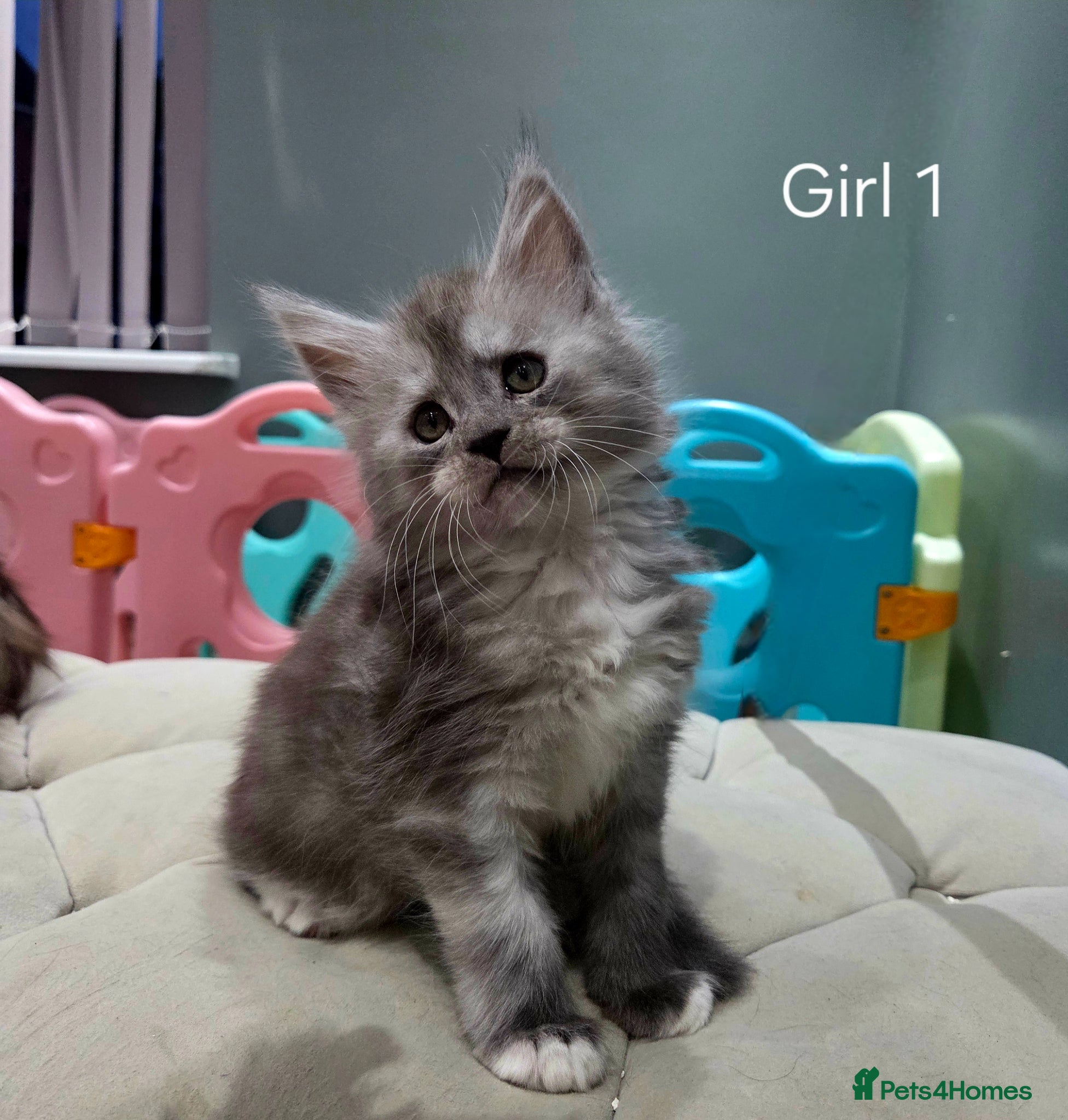 Maine Coon cats Black smoke and Silver kittens - Advert 2