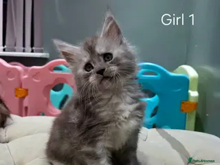 Maine Coon cats Black smoke and Silver kittens - Advert 2