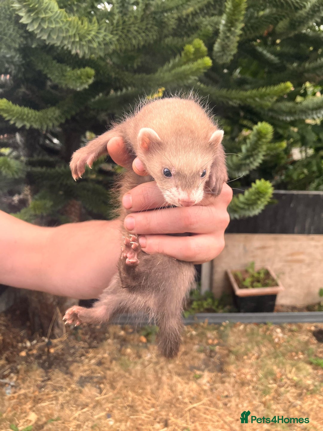 Ferret rodents for sale: 5 working stock ferret kits ready to go - Image 5