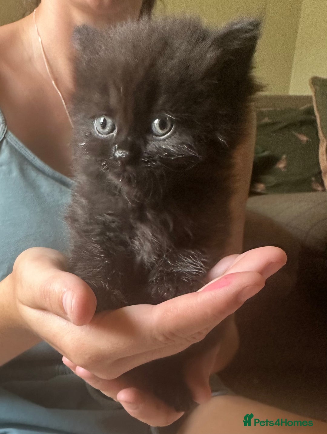 British Shorthair cats for sale: British blue short hair x ragdoll kittens - Image 12