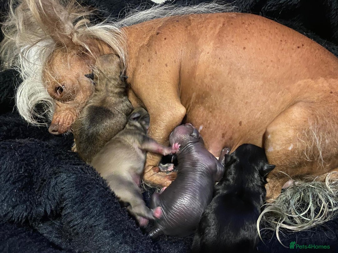 Mixed Breed dogs for sale: 3 cute lil Chihuahua X Chinese Crested puppies - Image 8
