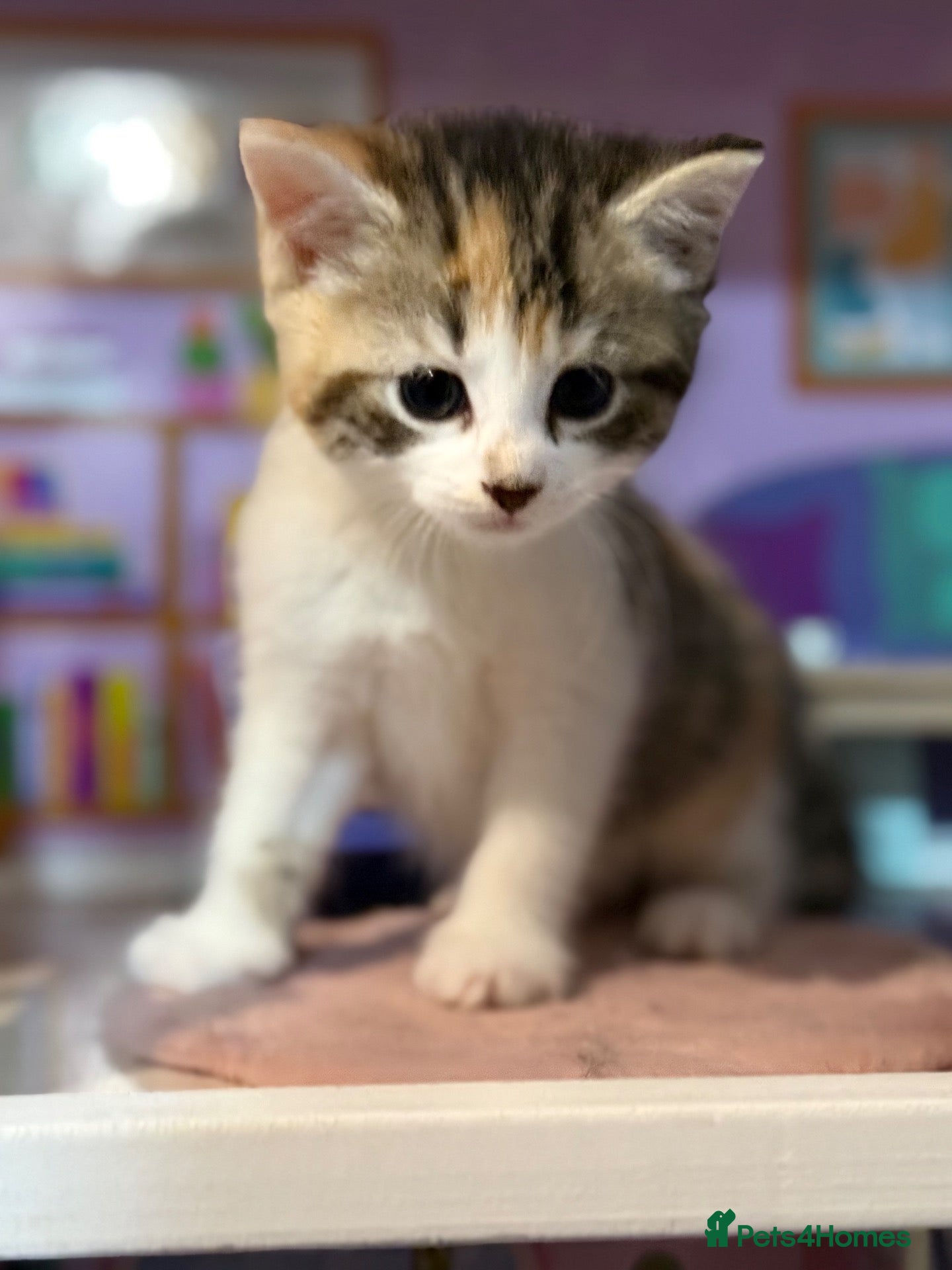 Domestic Shorthair cats Two beautiful female kittens for new home - Advert 2