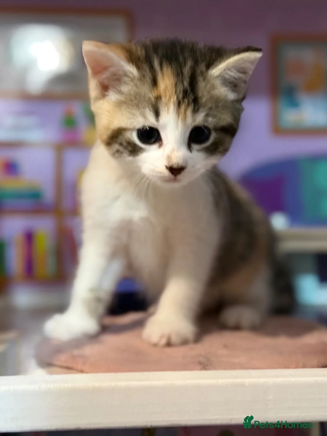 Domestic Shorthair cats for sale: Two beautiful female kittens for new home - Advert 1