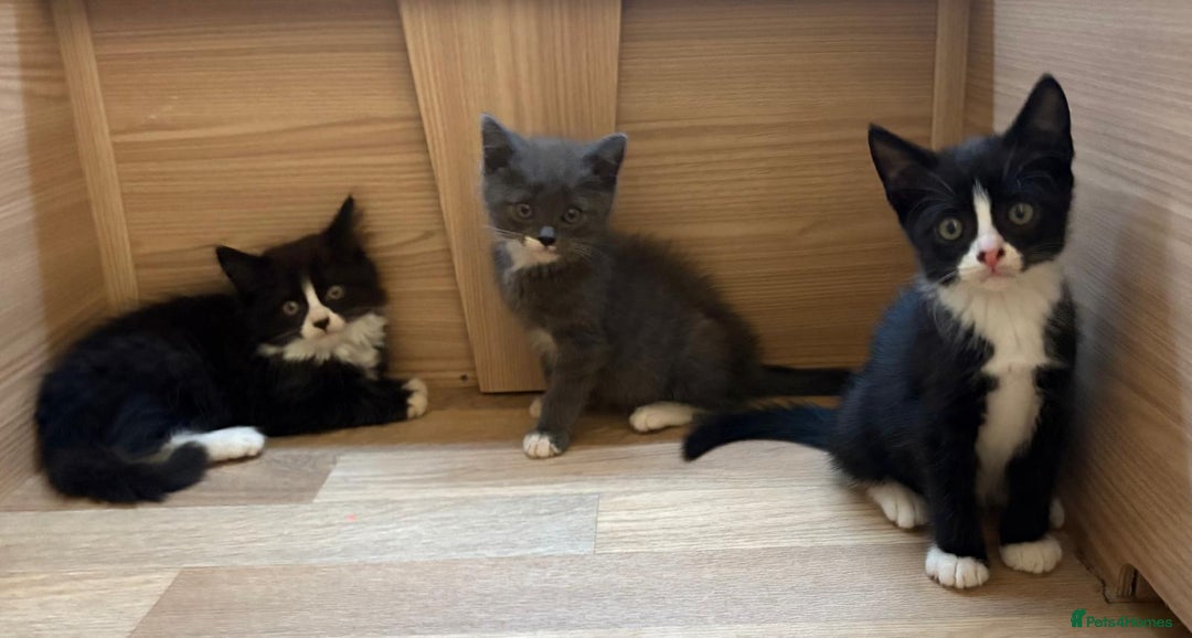 British Shorthair cats for sale: Gorgeous British Shorthair kittens! - Image 14