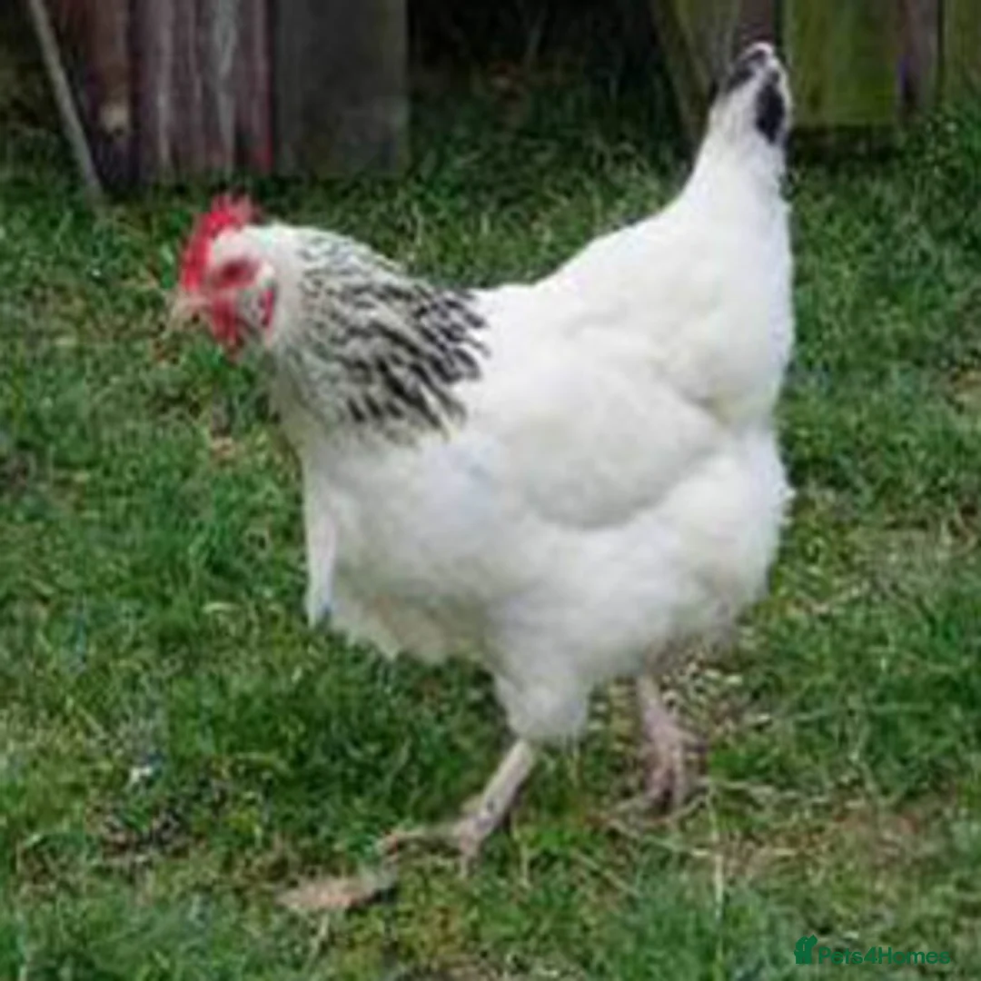 Chickens poultry for sale: Hybrid Hens Point of lay - Advert 1