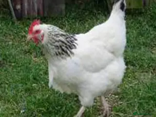 Chickens poultry Hybrid Hens Point of lay - Advert 2