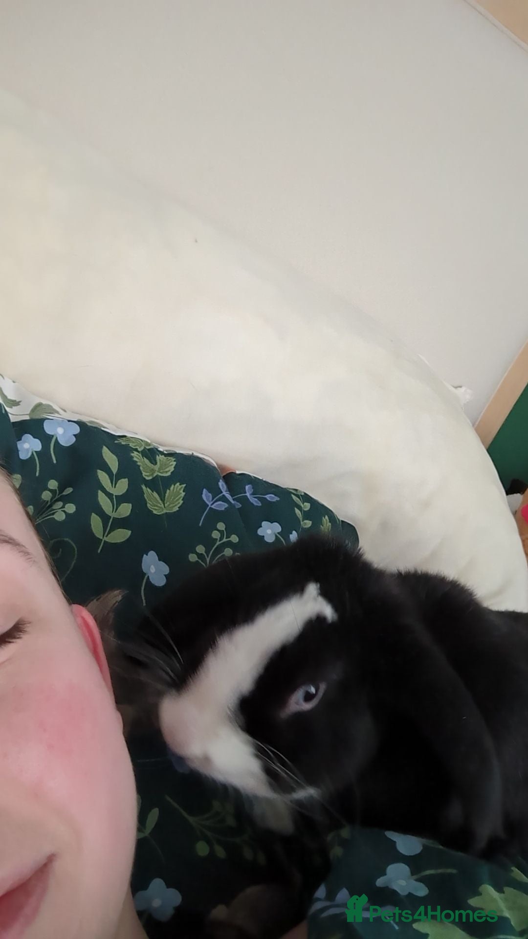 Mini Lop rabbits for sale: Mini Lop for a good home 🥰 - Image 5