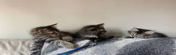 Siberian cats for sale: Pedigree Siberian Kitten from Health-Tested Lines - Advert 8