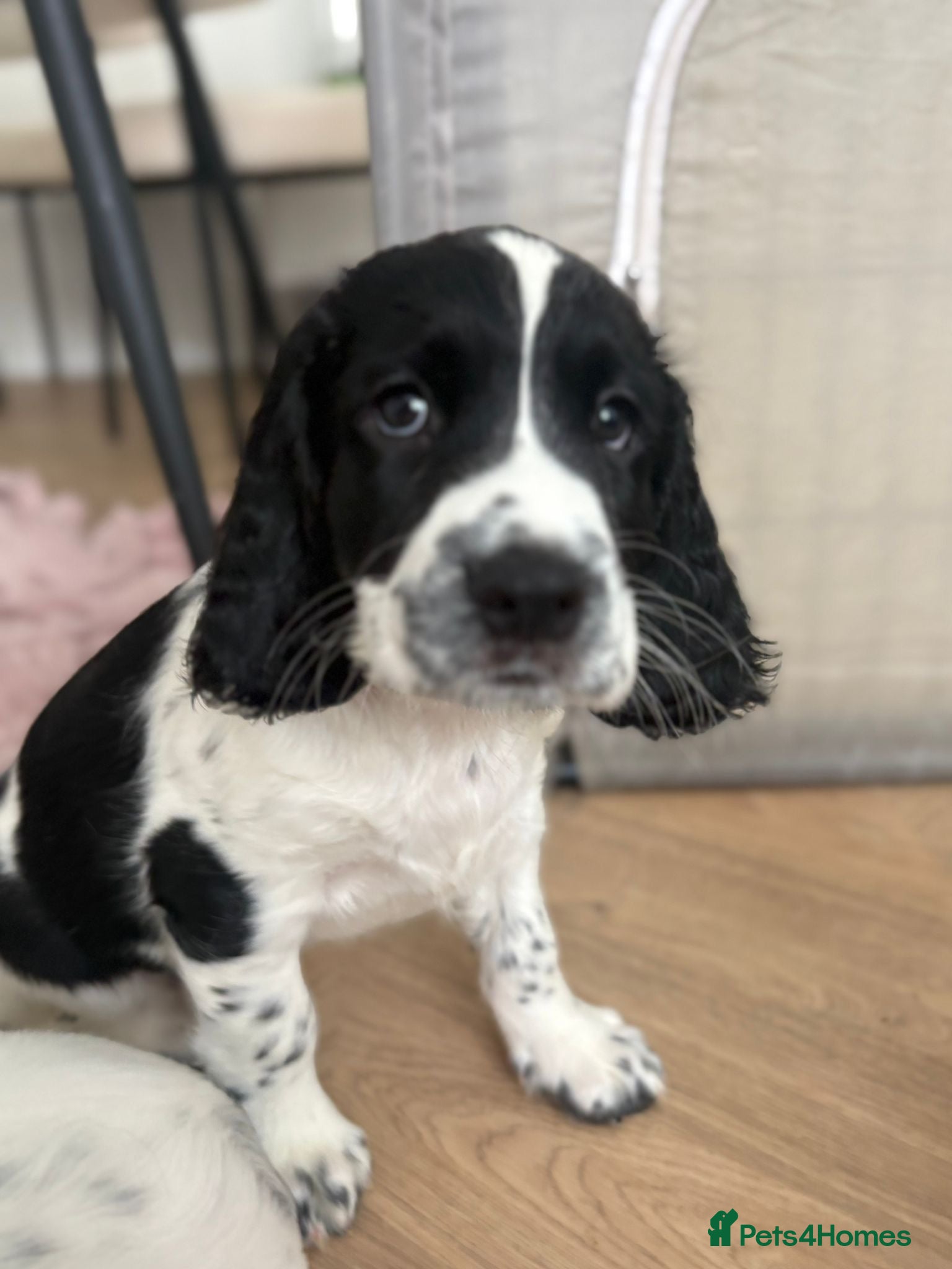 English Springer Spaniel dogs SpringerSpaniel7weeksOldLastBoyReadyFORhisNEWhome - Advert 2