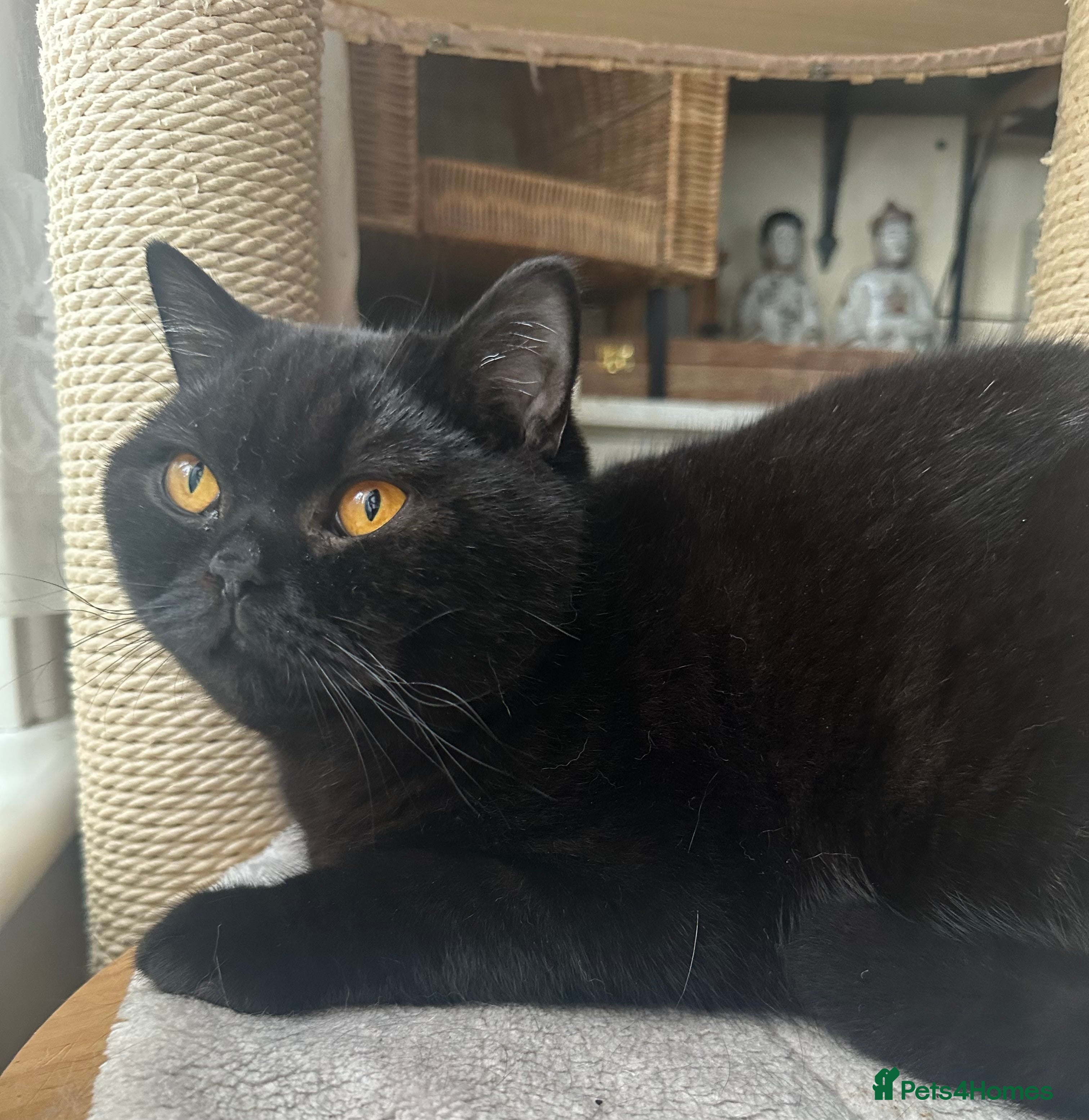 British Shorthair cats GCCF Registered British Short Hair Male  - Advert 11