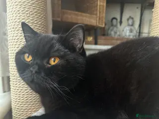 British Shorthair cats GCCF Registered British Short Hair Male - Advert 11