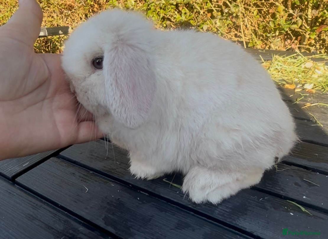 Mini Lop rabbits PEDIGREE MINI LOP BABIES READY NOW  - Advert 20
