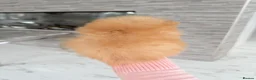 Pomeranian dogs for sale: 🫶🏽 5 BEAUTIFUL POMERANIAN PUPPIES 🫶🏽   - Advert 36