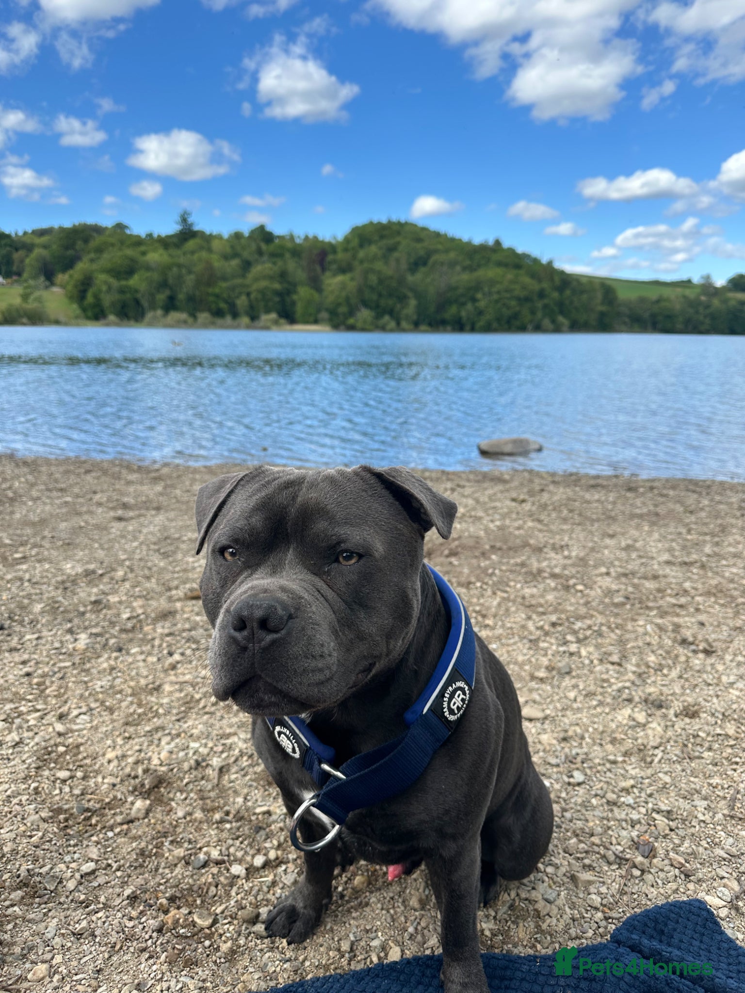 Staffordshire Bull Terrier dogs for stud: Blue Staffordshire Bull Terrier for Stud in Dundee - Advert 15