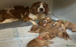 Cavapoo dogs for sale: Beautiful fully DNA tested Cavapoo's  - Image 30