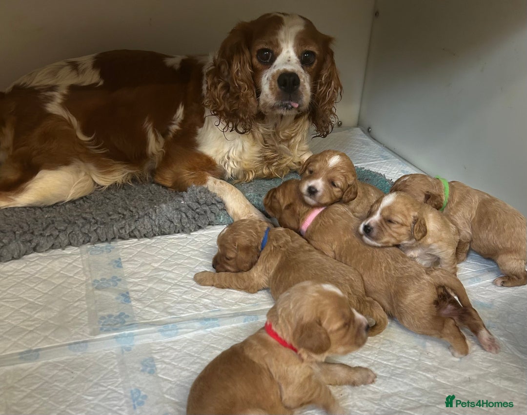 Cavapoo dogs for sale: Beautiful fully DNA tested Cavapoo's  - Image 30