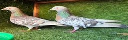 Pigeons birds for sale: Premium Breeding Pigeons Top Quality Pairs Availab - Advert 35