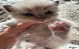 Ragdoll cats for sale: 5 Purebred kittens for SALE - Image 10