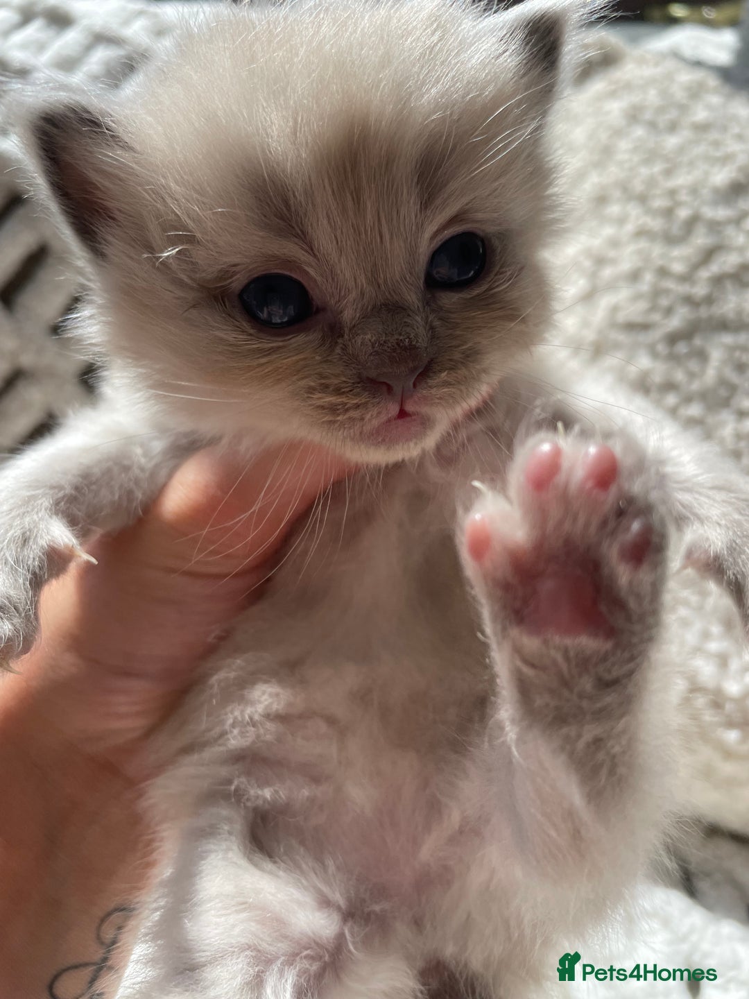 Ragdoll cats for sale: 5 Purebred kittens for SALE - Image 10