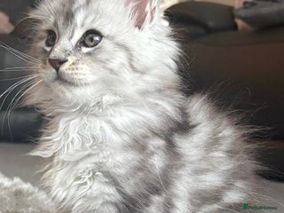 Maine Coon cats Stunning Maine coon kittens - Advert 2
