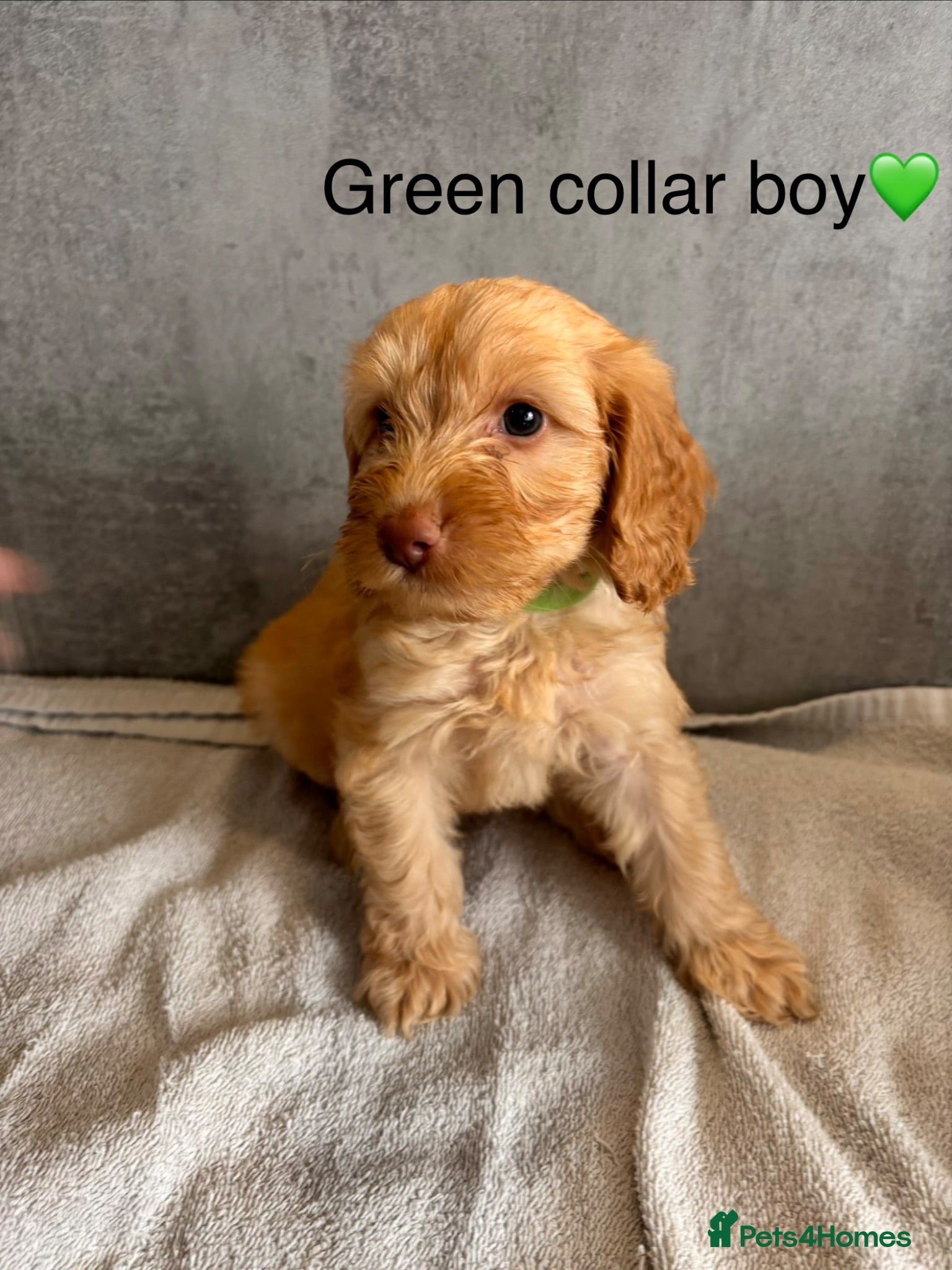 Cockapoo dogs beautiful miniature cockapoo puppies for sale - Advert 16