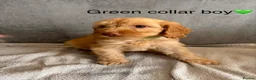 Cockapoo dogs for sale: *READY NOW* - 4 left - cockapoo puppies - Advert 13