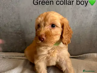 Cockapoo dogs beautiful miniature cockapoo puppies for sale - Advert 16