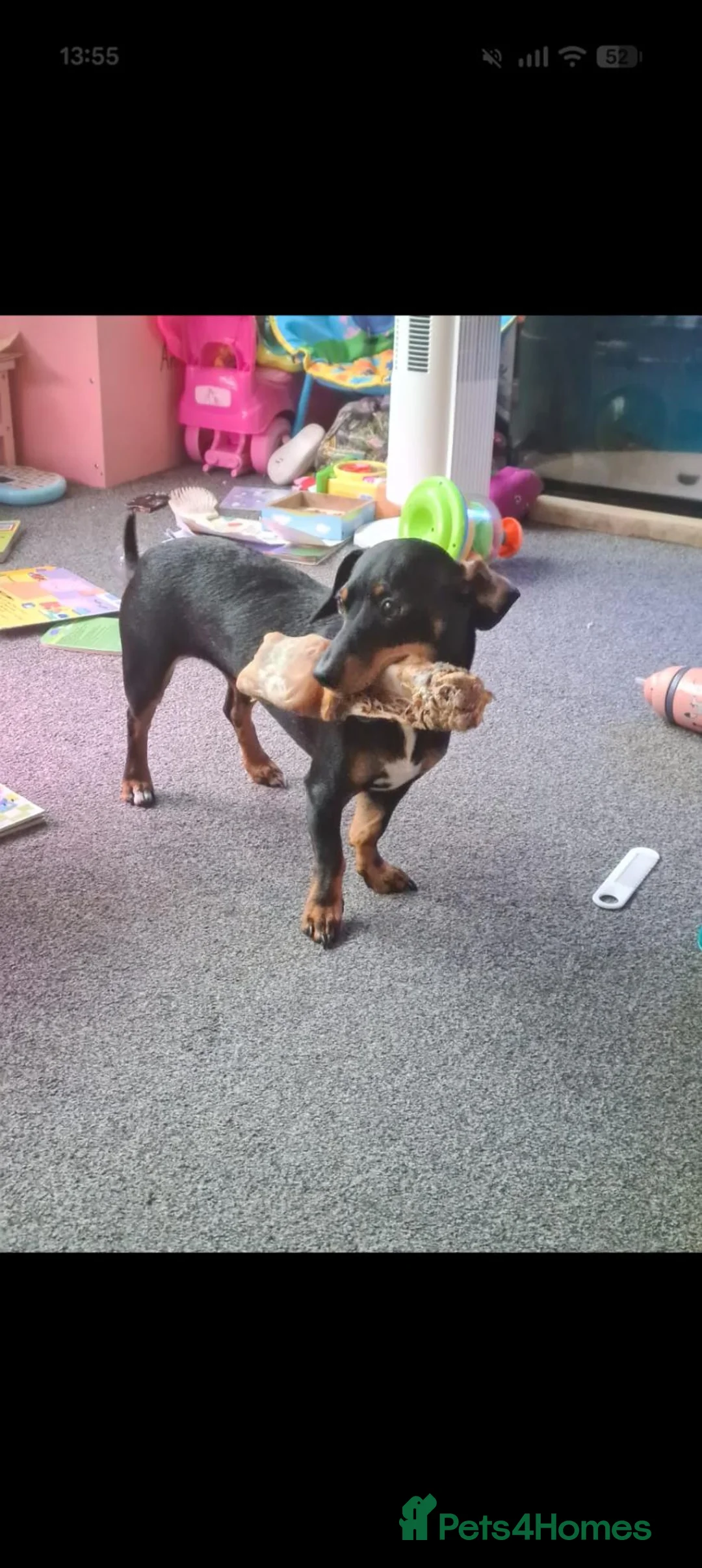 Dachshund dogs for sale: 3year old Female Dachshund  - Advert 2