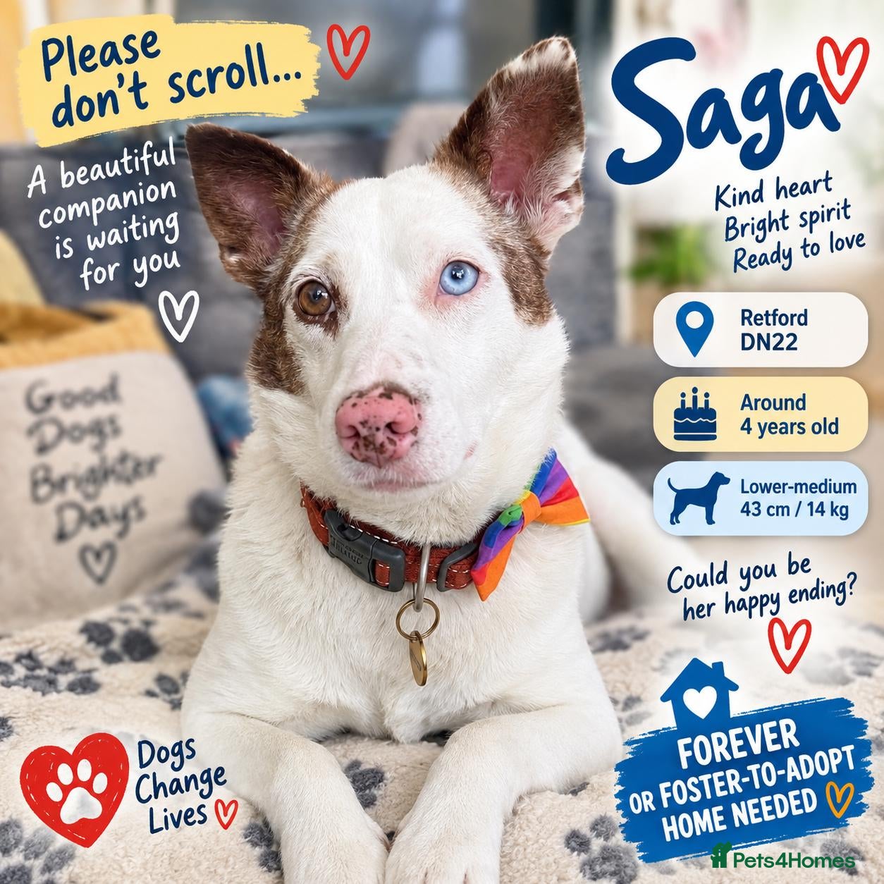 Mixed Breed dogs ❤️🐶 SAGA – PLEASE DON’T SCROLL.. - Advert 1