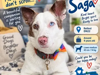 Mixed Breed dogs ❤️🐶 SAGA – PLEASE DON’T SCROLL.. - Advert 5