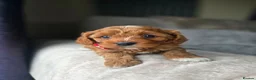 Cavapoo dogs for sale: ⭐️ F1 red toy Cavapoo puppies ⭐️ - Advert 18