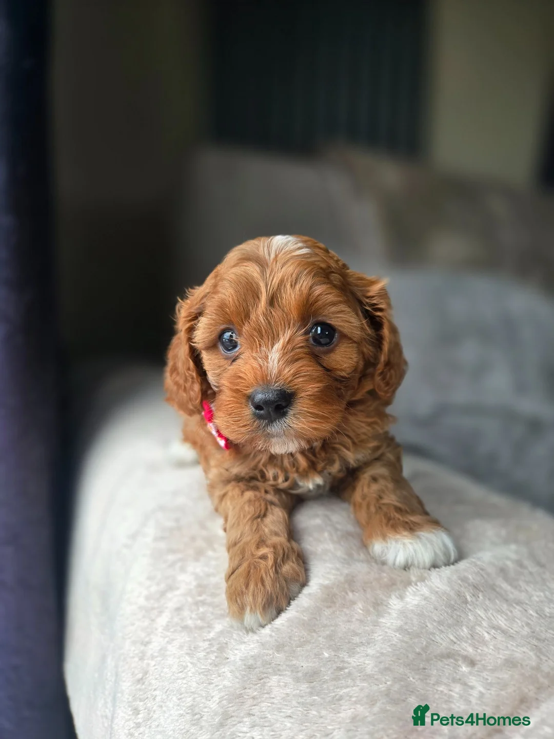 Cavapoo dogs for sale: ⭐️ F1 red toy Cavapoo puppies ⭐️ - Advert 18