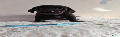 Labrador Retriever 2
